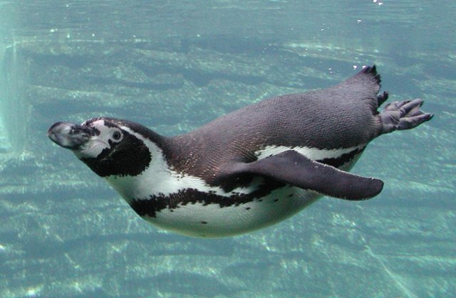 Schwimmender-Pinguin